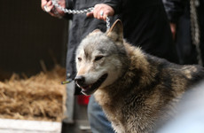 School lockdown lifted after capture of escaped wolf in UK