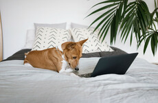 Poll: Do you stay social media-free for the last 30 minutes before you go to bed?