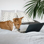 Poll: Do you stay social media-free for the last 30 minutes before you go to bed?