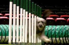Dogs saved from death at Irish pound win big at Crufts