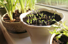 GIY: Sow seeds on a sunny indoor windowsill and try this cheesy leeks recipe