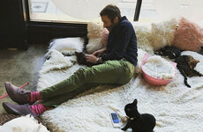 Chris O'Dowd took Dawn O'Porter to a cat café for her birthday, is a terrific husband... It's the Dredge