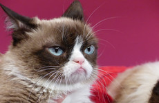 Grumpy Cat wins €570,000 payout in copyright lawsuit