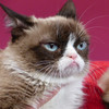 Grumpy Cat wins €570,000 payout in copyright lawsuit
