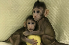Ethical questions raised after these monkeys were cloned in China