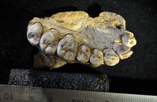 These Israeli teeth show modern humans left Africa 100,000 years earlier than thought