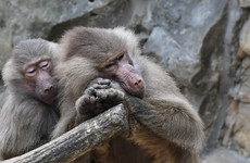 Paris zoo reopens after 50 escaped baboons found