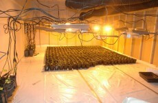 Three arrested over Youghal cannabis cultivation operation