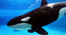 Listen to these Orca whales imitate human speech