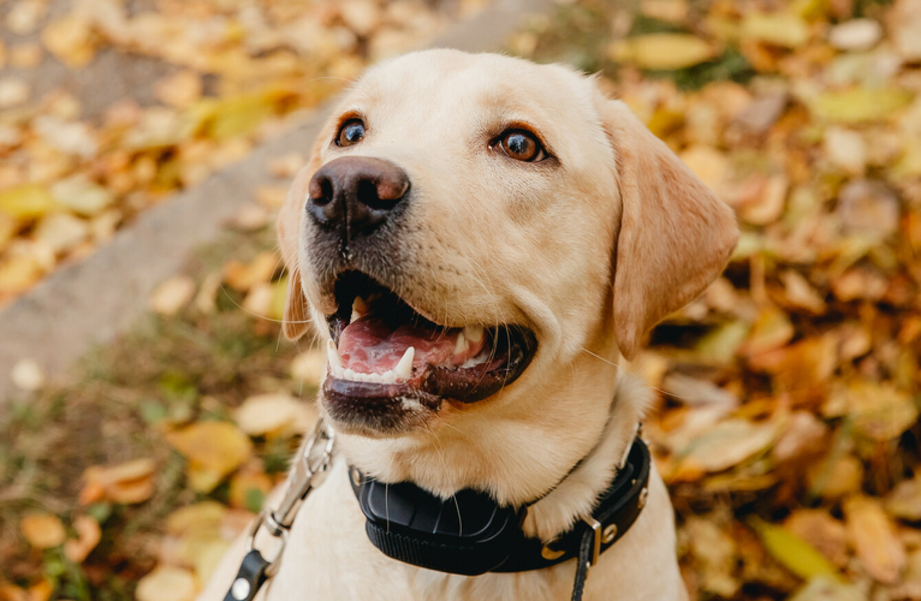 'If you have to use a shock collar, you don't know how to train a dog