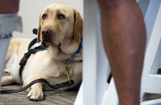 US airlines are tightening the leash on 'emotional support animals'