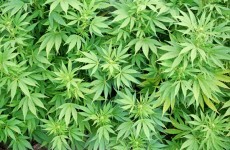 Two in court over £1m Belfast cannabis seizure