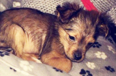 Police call for restraint after a young puppy was killed with a hammer in Armagh