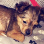 Police call for restraint after a young puppy was killed with a hammer in Armagh