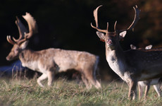 State-hired marksman shot over 200 deer in the Phoenix Park in the last two years
