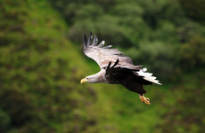 White-tailed sea eagle found dead in Tipperary had bird flu