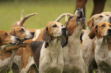 Five hunting dogs killed after escaping onto busy M3 motorway