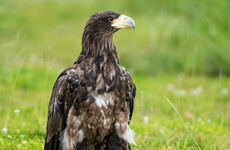 First case of 'highly pathogenic' bird flu found in eagle in Tipperary