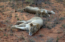 Suspected poacher mauled to death and eaten by pack of lions in South Africa