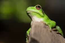 Bid to find a Valentine for Romeo, world's 'loneliest frog' who risks extinction