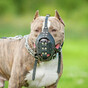 Owner of dog that killed a man jailed for 10 years in Leeds