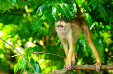 Scores of monkeys are wrongly being killed in Rio in a yellow fever panic