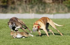 Poll: Should hare coursing be banned?