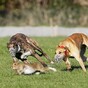 Poll: Should hare coursing be banned?