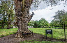 Have you heard about the hungry tree in Dublin 7?