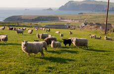 'Angry' farmers fear new sheep inspections will put pregnant ewes at risk