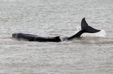 Number of whales and dolphins washing up on Irish coasts at record levels
