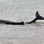 Number of whales and dolphins washing up on Irish coasts at record levels