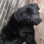 Owner receives lifetime ban from having a dog after labrador found in 'cruel' conditions