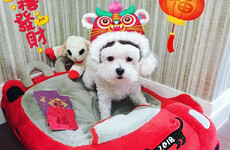 16 dogs that are having the best Chinese New Year