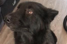 This dog found her way back to her owners after being missing in Dublin for a year
