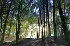 Ireland is way behind on its tree-planting schedule