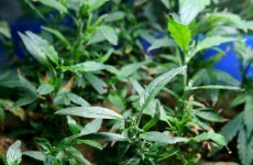 Two arrested over Dublin €1m drugs seizure