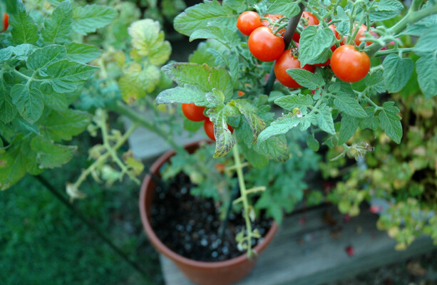 Organic Beefsteak Tomatoes growing on the vine variety 'Big Boy' Stock  Photo - Alamy