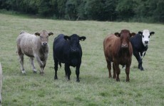 Irish exports recover in January to follow record trade surplus