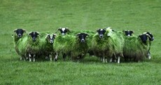 Bemused Green Sheep of the Day