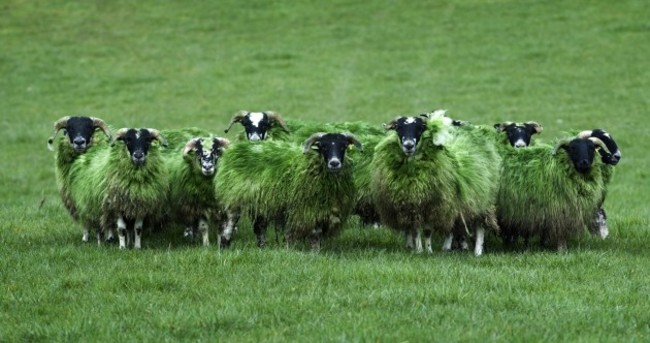 Bemused Green Sheep of the Day