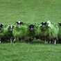 Bemused Green Sheep of the Day