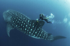 Cracking the mysteries of the elusive, majestic whale shark
