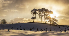Pictures: A snowbound zoo, snowball fights, and stunning vistas - the Beast hit Ireland and everything looked amazing