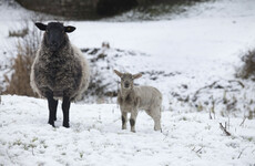 Farmers struggling with dairy supplies as Storm Emma freezes pipes across the country