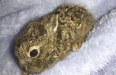 The tiny hare rescued in Dublin Airport during the snow is being well looked after