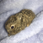 The tiny hare rescued in Dublin Airport during the snow is being well looked after