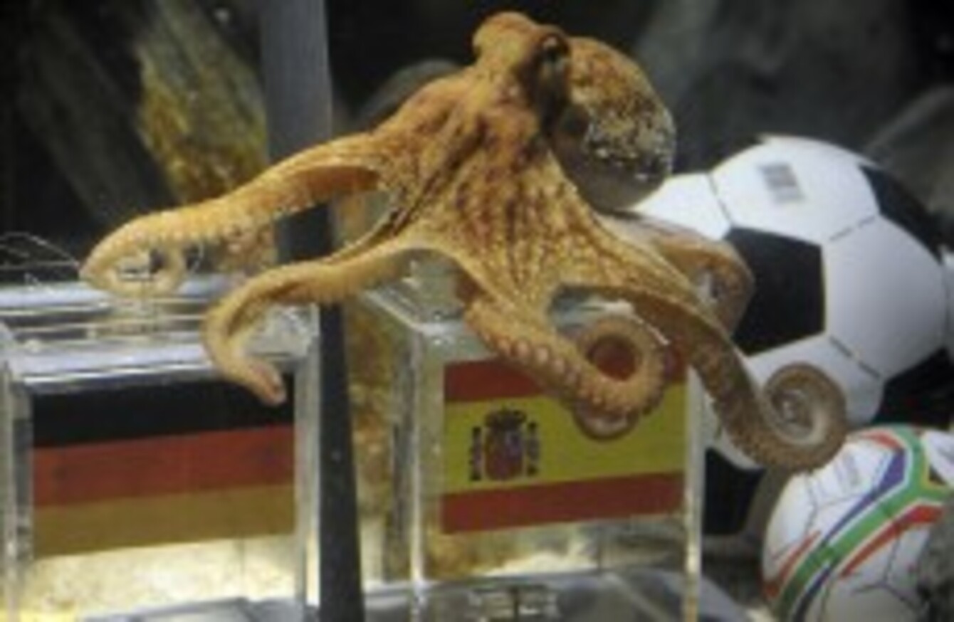 We saw this coming Paul the Octopus dies at 2 · The Daily Edge