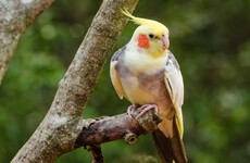 Appeal for help after a dozen exotic birds escaped Dublin aviary during Storm Emma