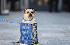 Over 1,200 vulnerable animals were seized by the ISPCA last year